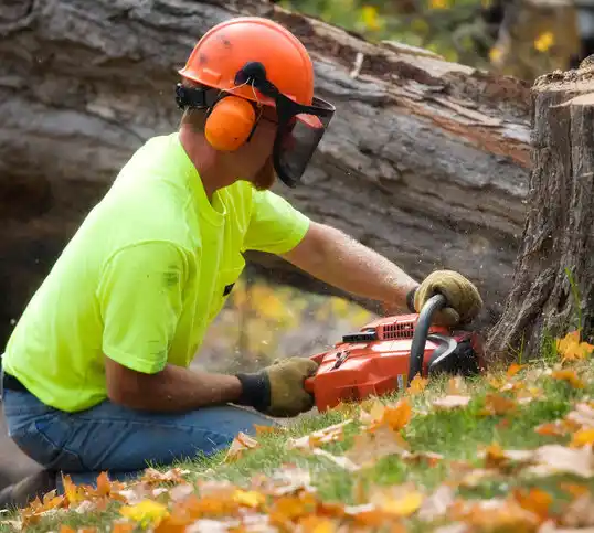 tree services Seneca Knolls